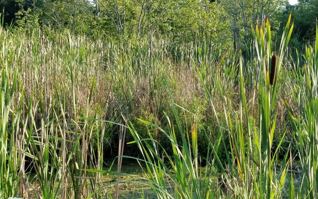 WOTUS Redefinition: New York
