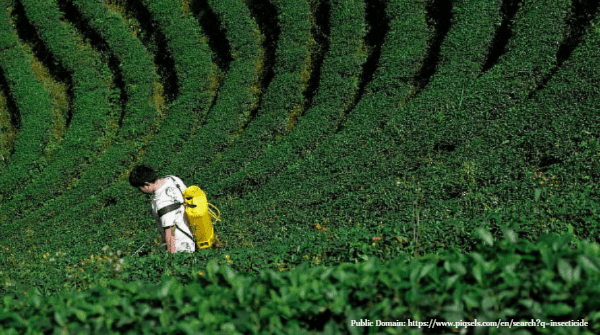 EPA Continues to Approve Bee-Killing Insecticides