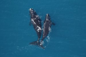 right whales | Georgia Wildlife Resource Division