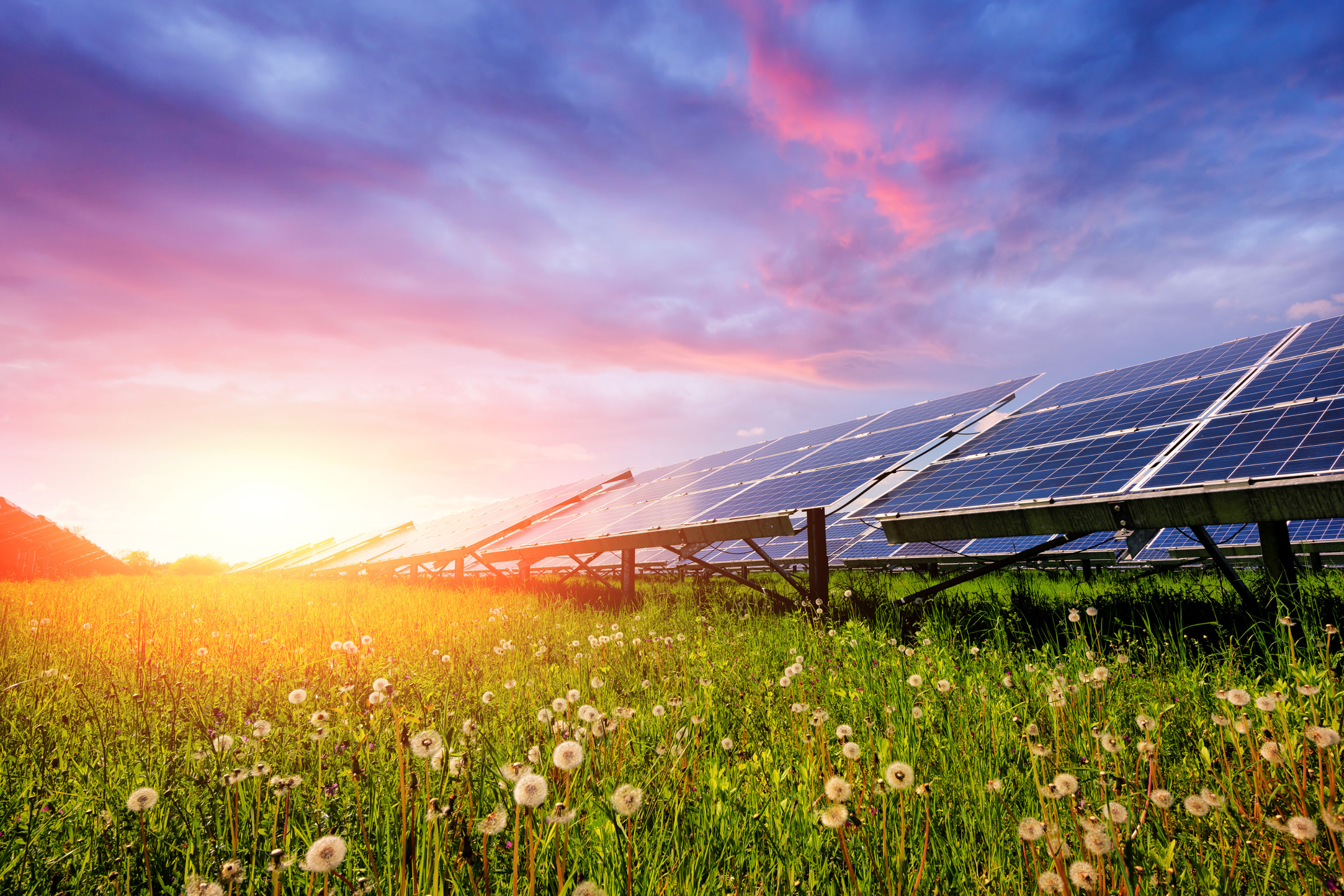 Clean energy Feature image Solar panels with a setting sun in background and flowers in foreground