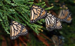 Monarch Butterflies